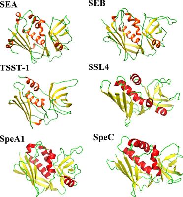 Frontiers | Superantigen Recognition and Interactions: Functions